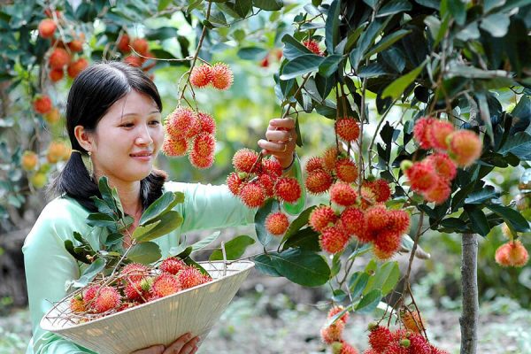 Mekong Delta Fruitful Orchard