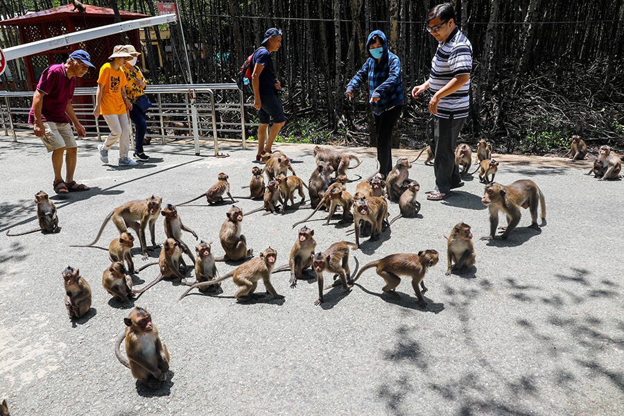 Monkey Island In Can Gio District - Vietnam family tours