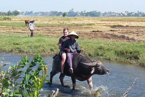 Ride Water Buffalo In Hoi An