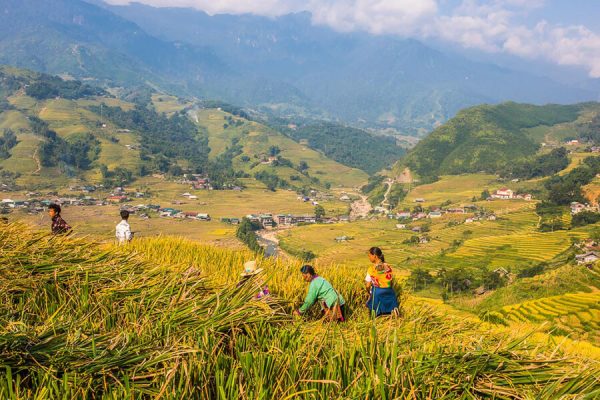 Sapa Rice Terraces Northern Vietnam Adventure