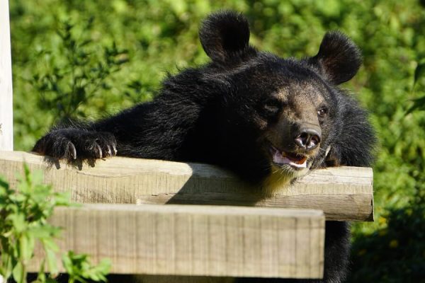 Visit Bear Sanctuary In Ninh Binh - Vietnam family tours