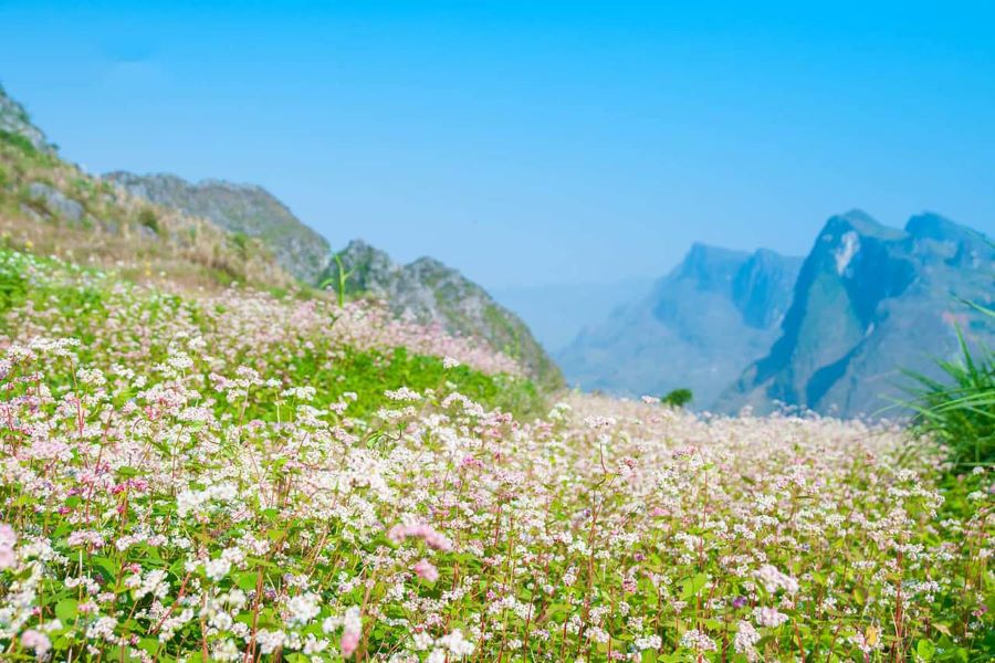 flowers in ha giang trips