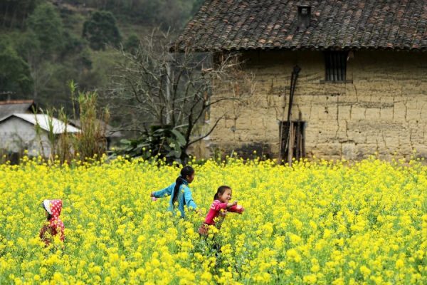 ha giang tour to see flower