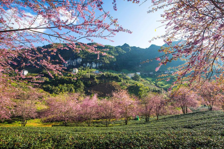 sapa trekking in spring