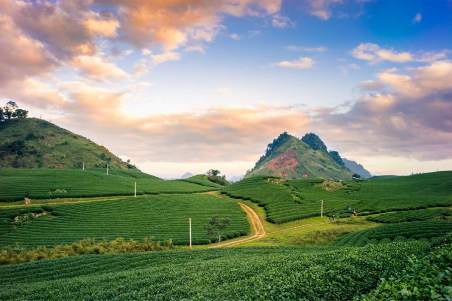 tea hills in mai chau tours