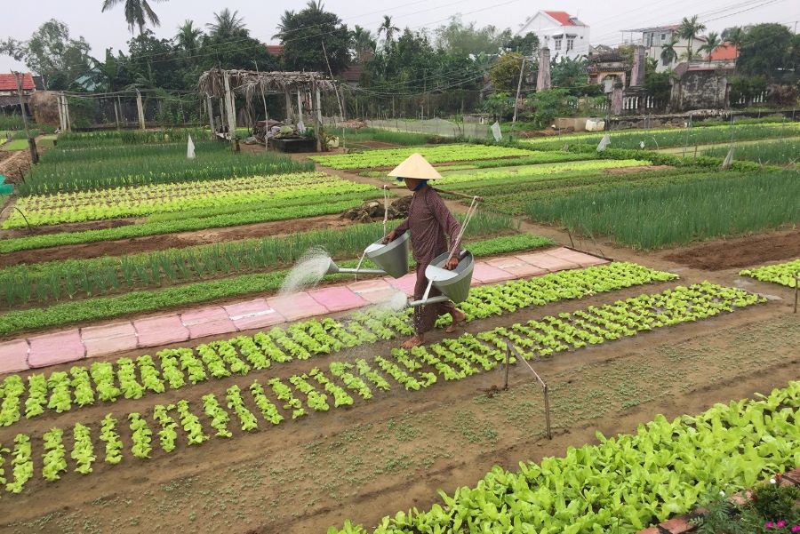 hoi an day tour to tra que vegetable village