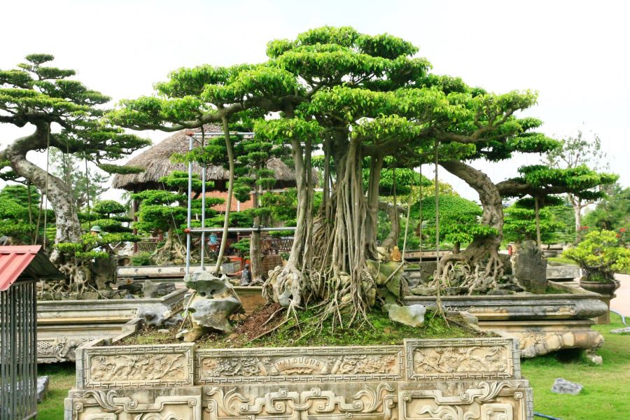 nam dinh tours to vi khe bonsai village