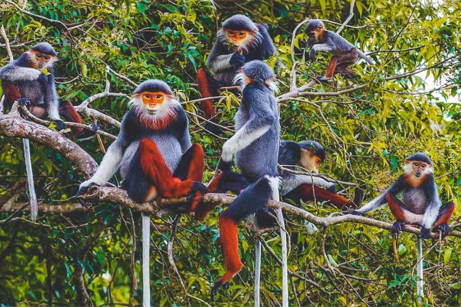 ninh binh tours to cuc phuong national park