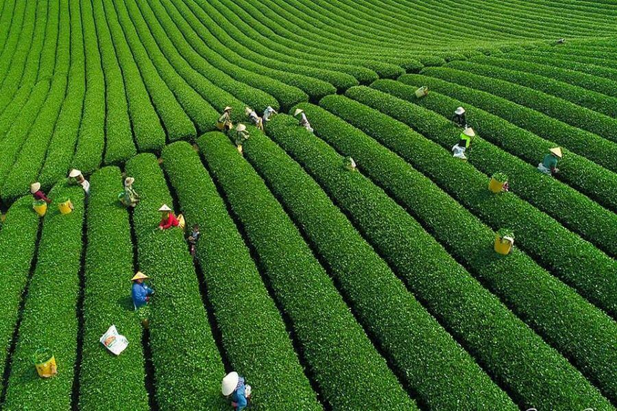 Moc Chau Vietnam - Vietnam vacation