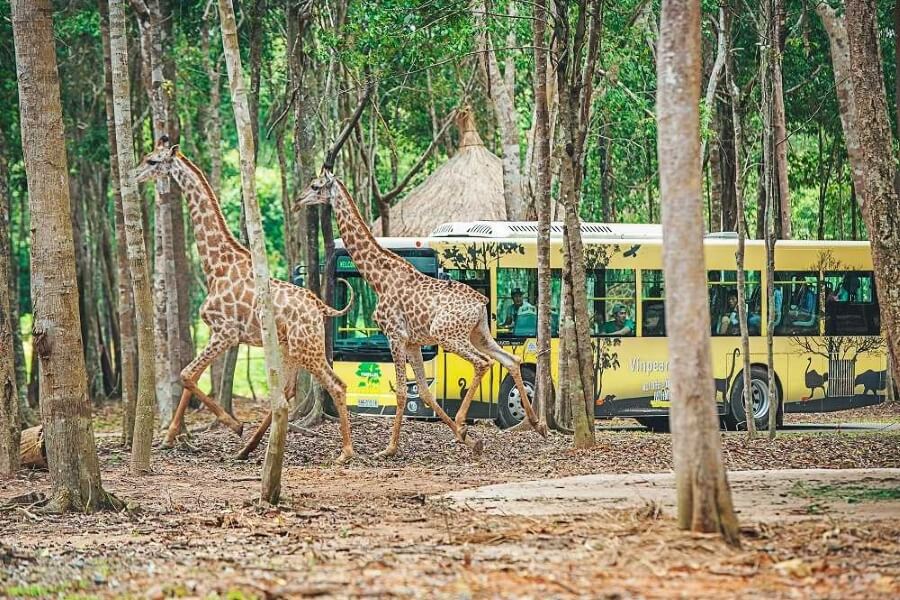 Vinpearl Safari Phu Quoc - Vietnam family tours