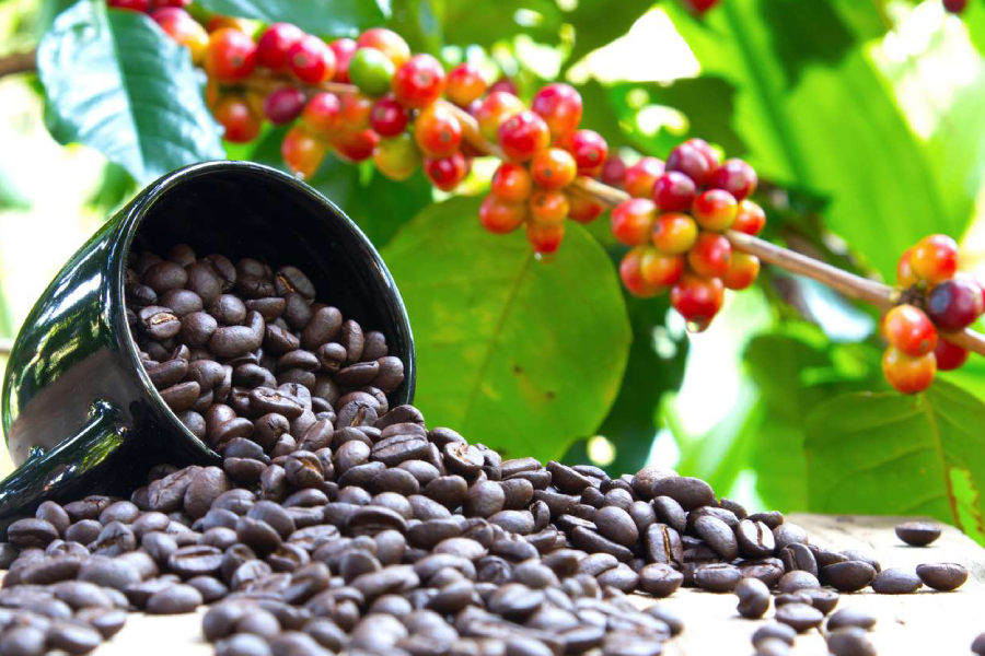 Arabica coffee - Nha Trang shore excursions