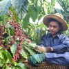Coffee Farming - Nha Trang shore excursions
