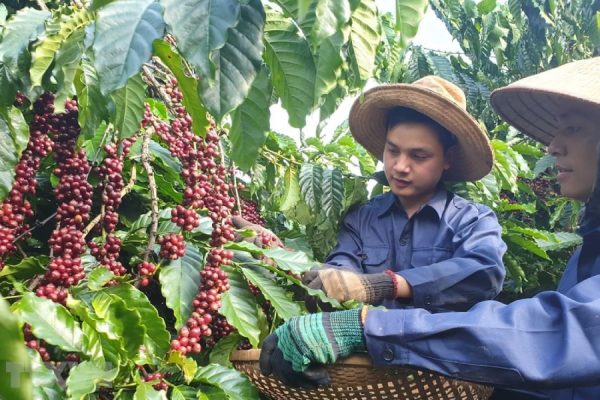 Coffee Farming - Nha Trang shore excursions