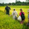 Experience the Real Vietnam Wet Rice - Hoi An & Da Nang Shore Excursions
