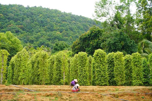 Pepper Farms - Phu Quoc shore excursions