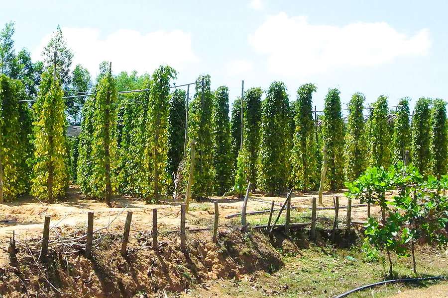 Pepper Farms in Phu Quoc shore excursions