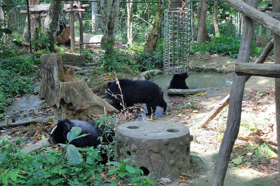 Bear Rescue Center Laos - Indochina tour