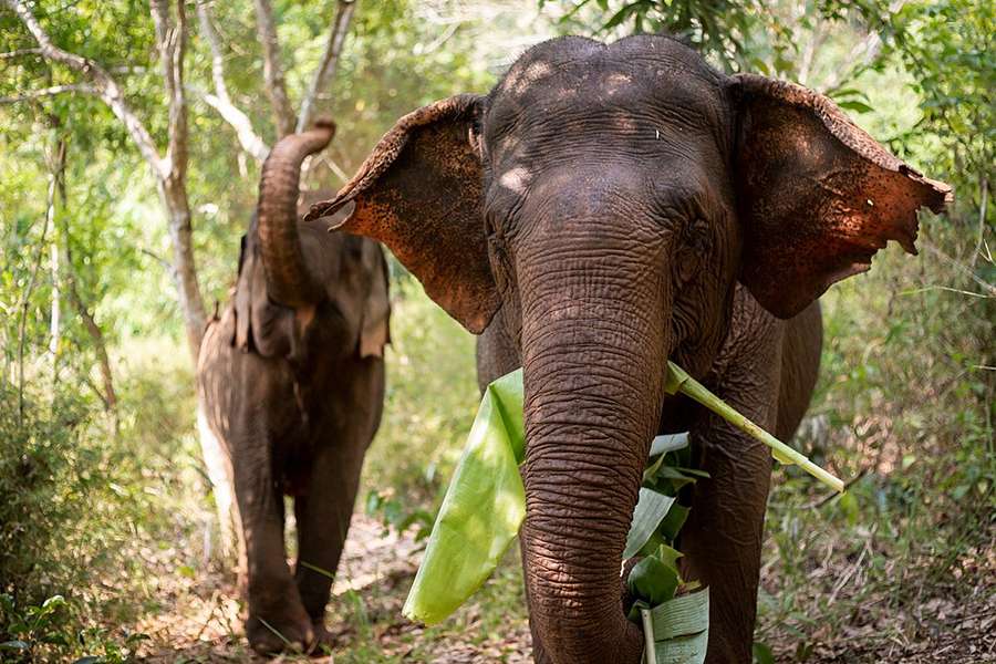 Elephant Valley Project, Cambodia -Indochina tour