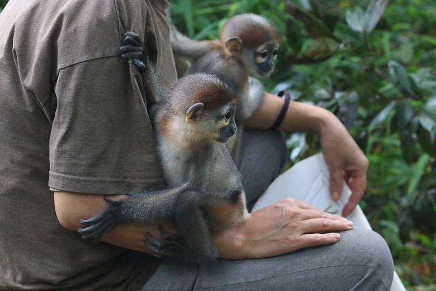 Endangered Primate Rescue Center - Ninh Binh day trip
