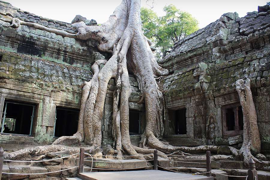 Ta Prohm Cambodia - Indochina tour