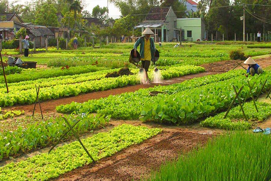 Tra Que Vegetable Village - Vietnam vacation package