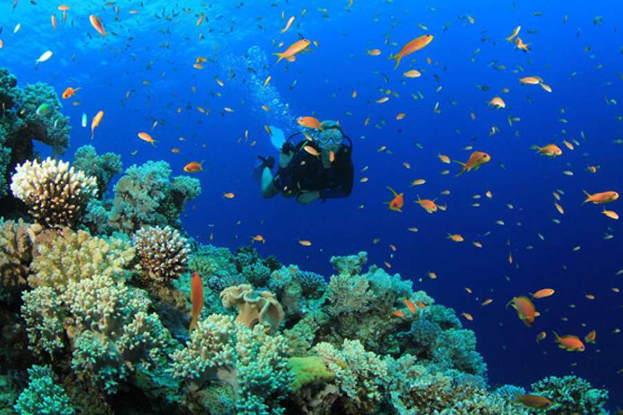 Scuba diving - Nha Trang tour