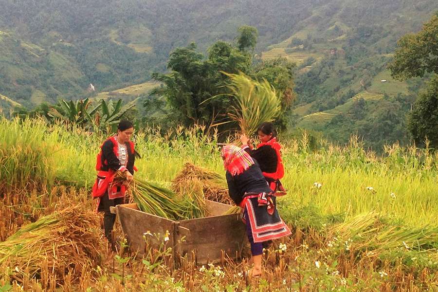 Ethnic minorities in Hoang Su Phi - Ha Giang tours