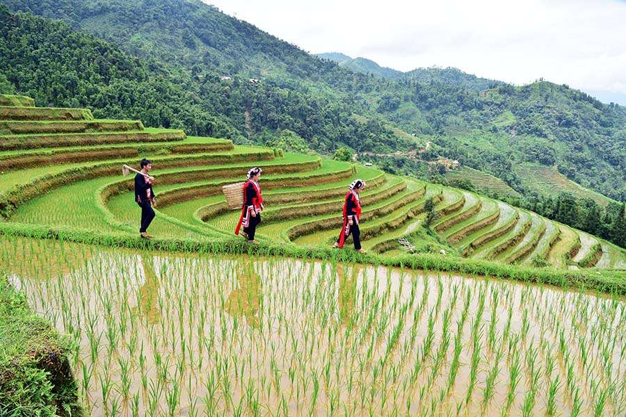 Trekking in Hoang Su Phi - Ha Giang tours