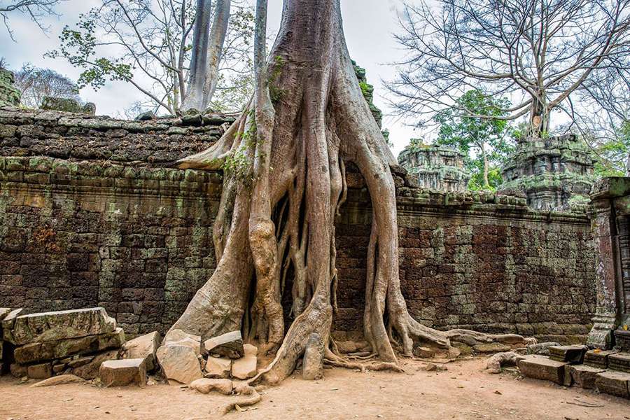 Ta Prohm - Indochina tour