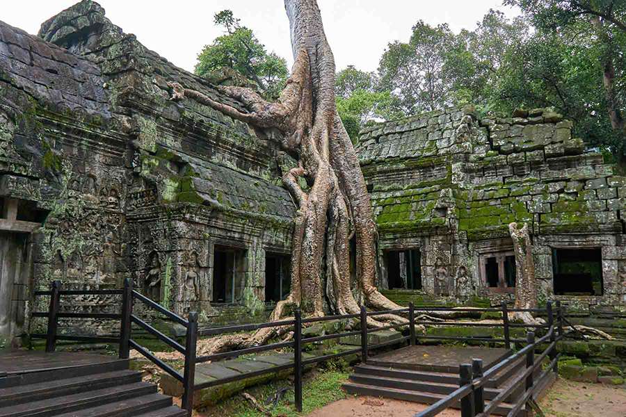 Ta Prohm - Vietnam Cambodia tour