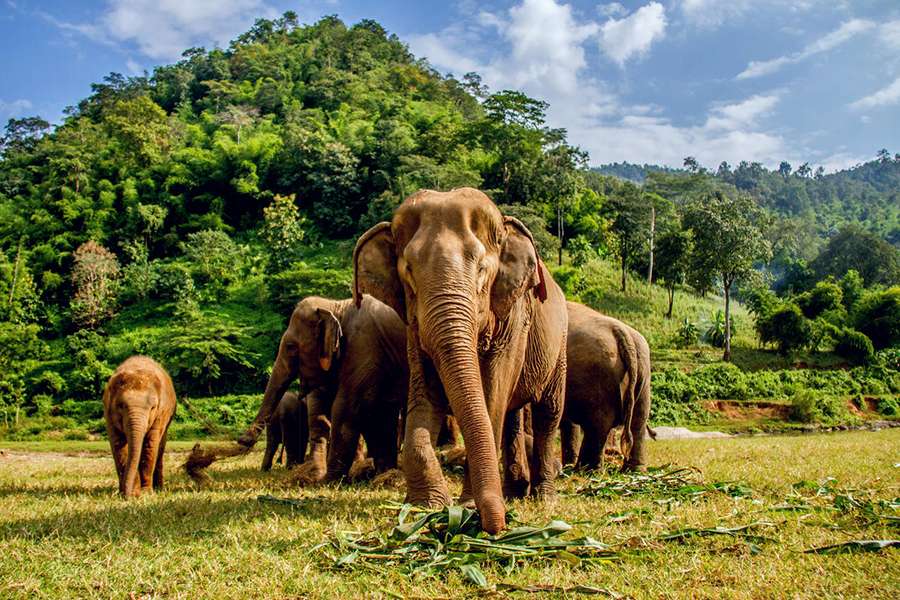Elephant Nature Park Chiang Mai -Multi country tour