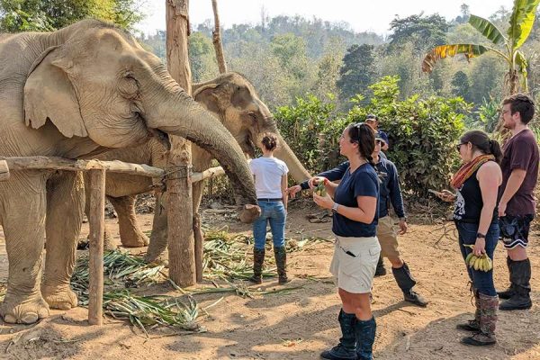 MandaLao Elephant Camp - Laos tour