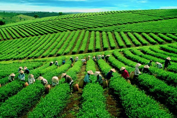 Escape to Southern Vietnam Tour Package – 6 Days