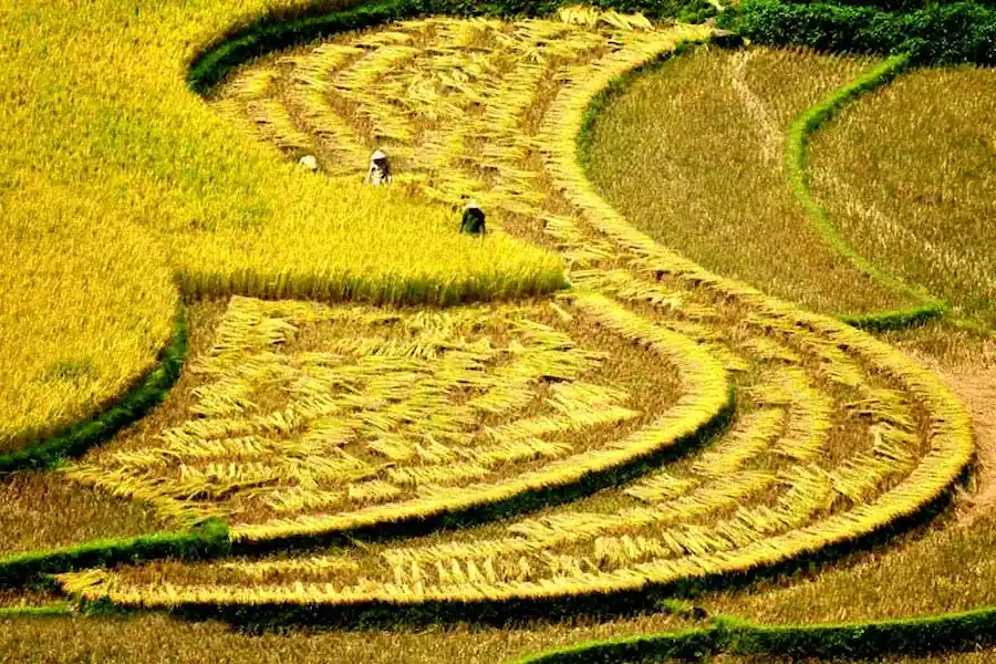 Sapa Golden Rice Season 