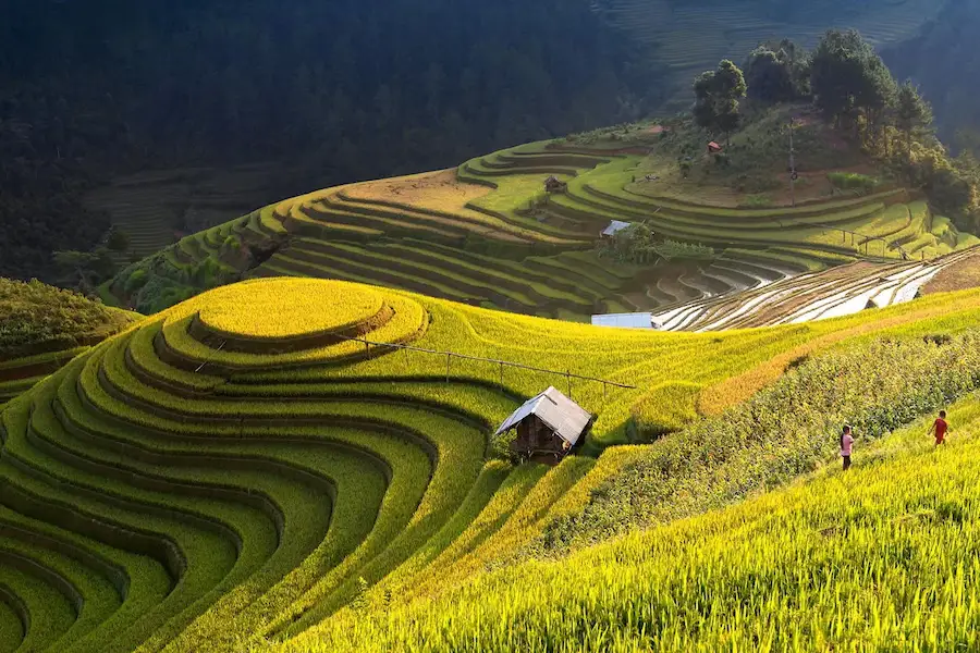 Sapa Golden Rice Season